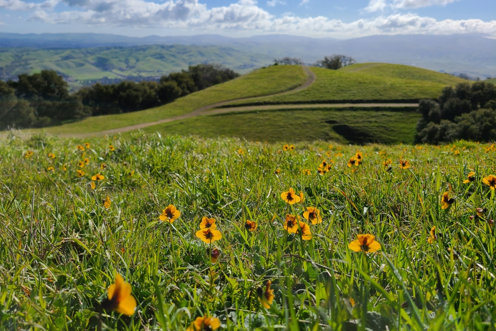 Happy Valley: A Slice of Serenity in Alameda County
